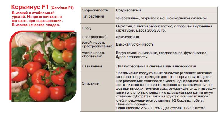 Томат витязь: описание и характеристики сорта, урожайность и выращивание с фото