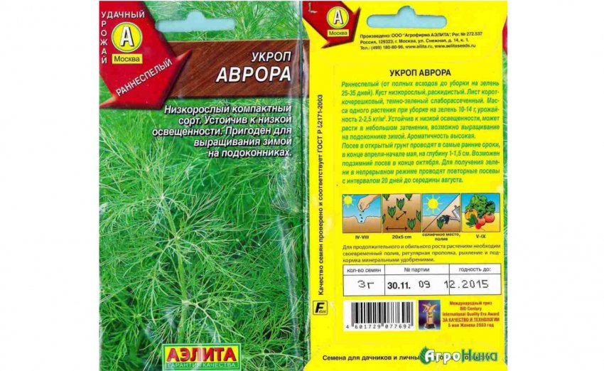 Укроп: выращивание на подоконнике и на огороде