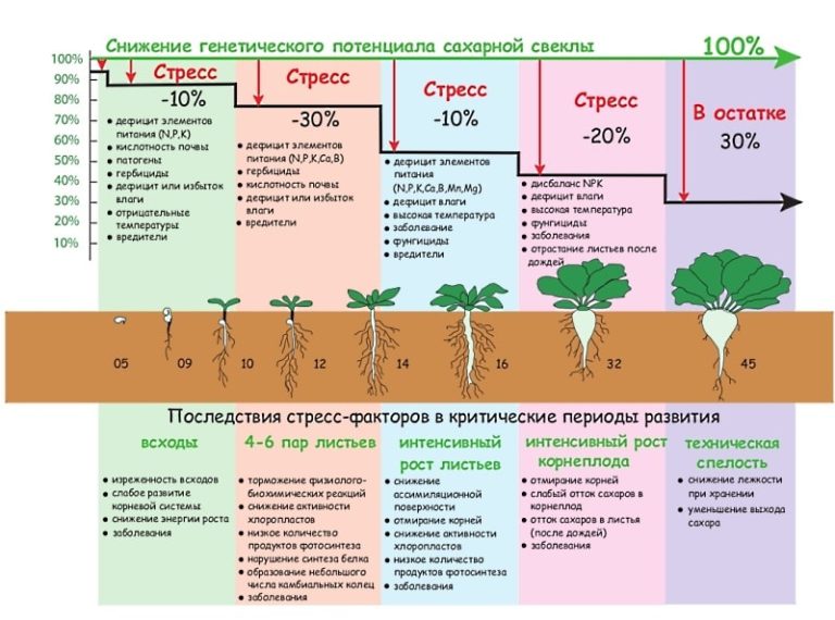 Рост картофеля по дням фото