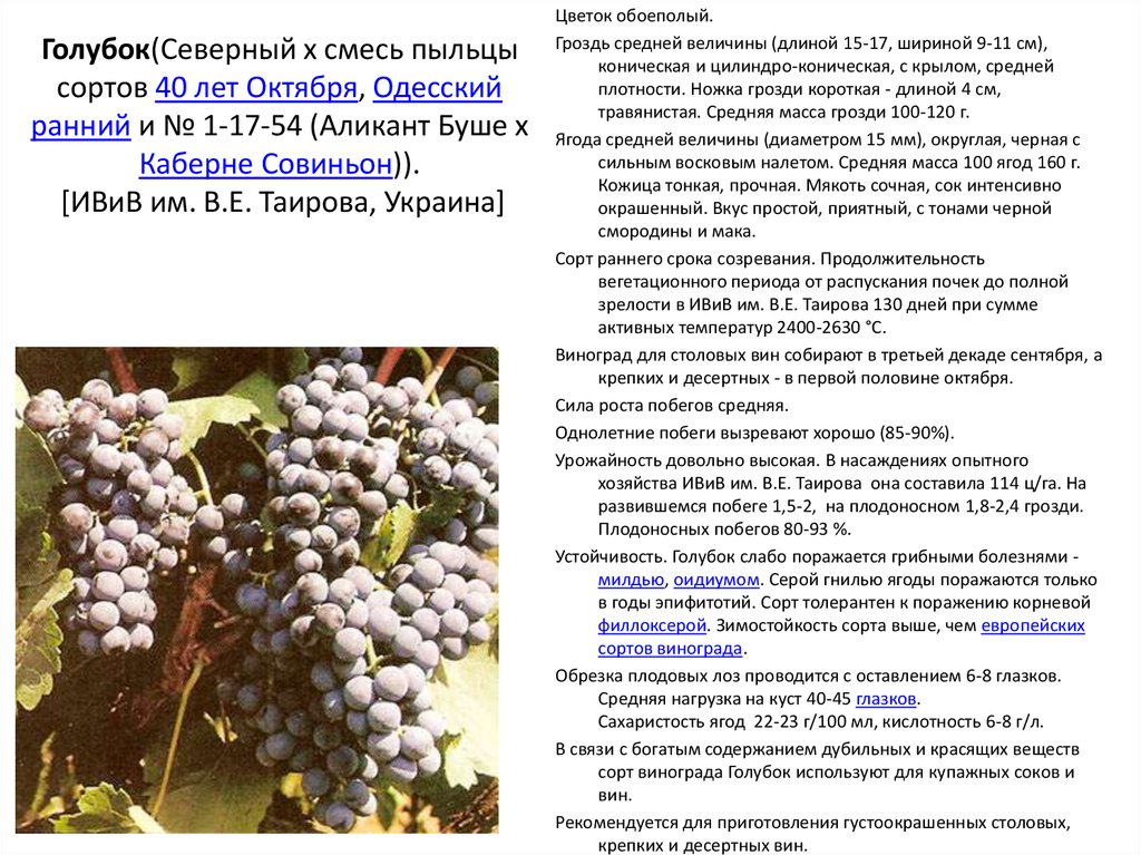 Виноград кеша: описание сорта, фото, отзывы