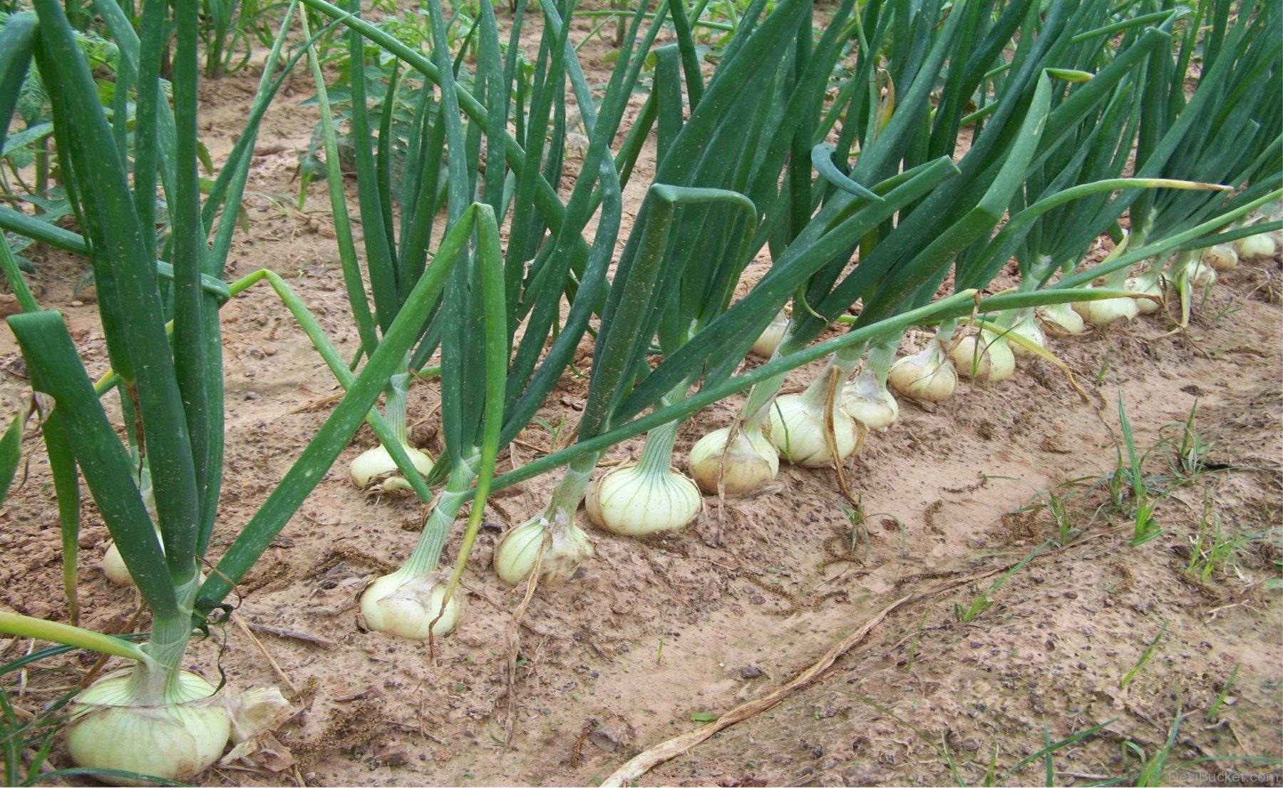 Как выращивается лук-чернушка на рассаду – сроки и правила посева