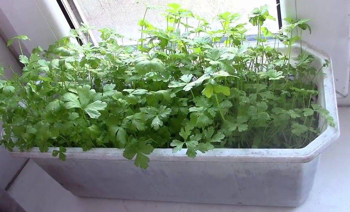 Как посадить петрушку на подоконнике в домашних условиях: особенности выращивания