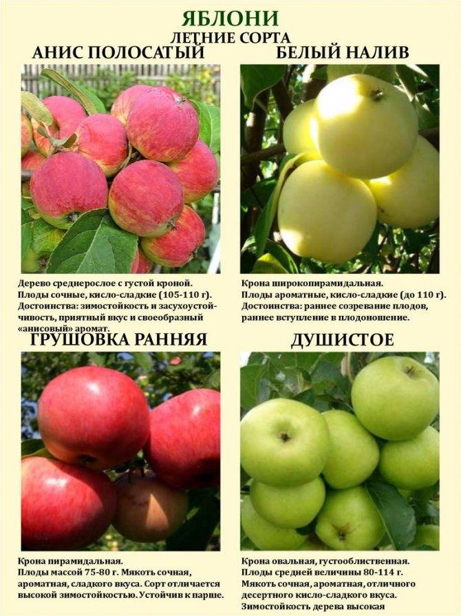 Описание и характеристика яблони сорта макинтош, посадка и уход