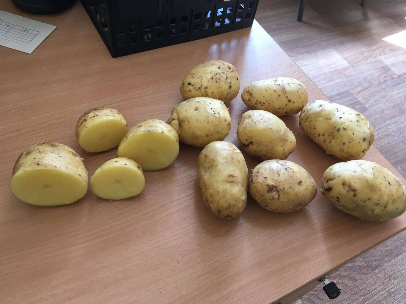 Сорт картофеля «бриз» – описание и фото