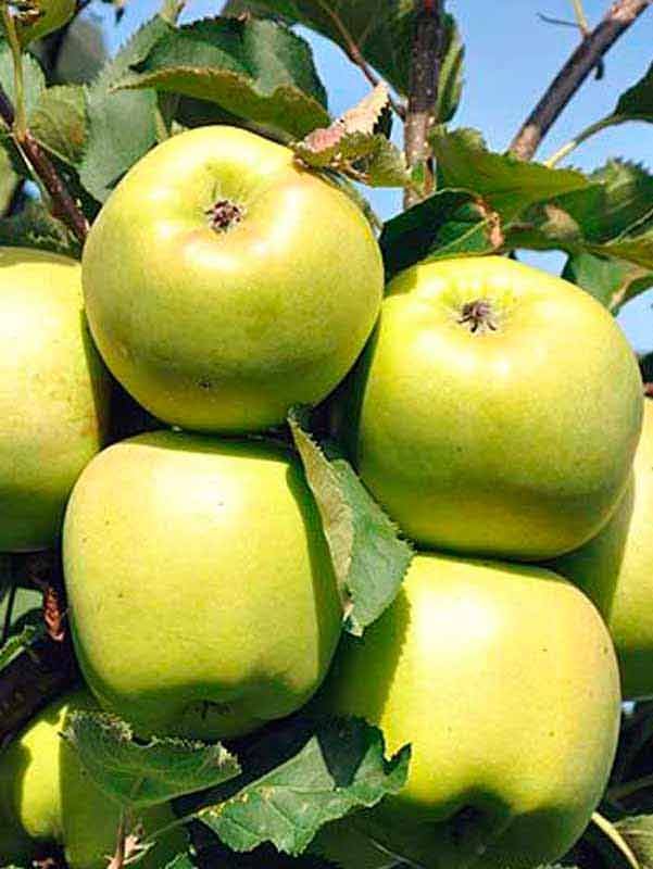 Основные характеристики яблони с изысканным вкусом мутсу