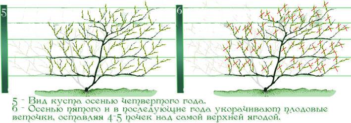 как посадить актинидию осенью саженцами в открытый грунт