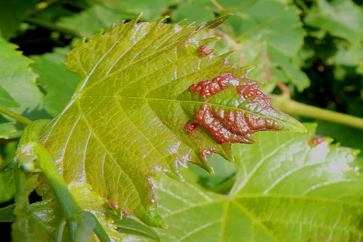 Клещ на листьях винограда фото и чем лечить