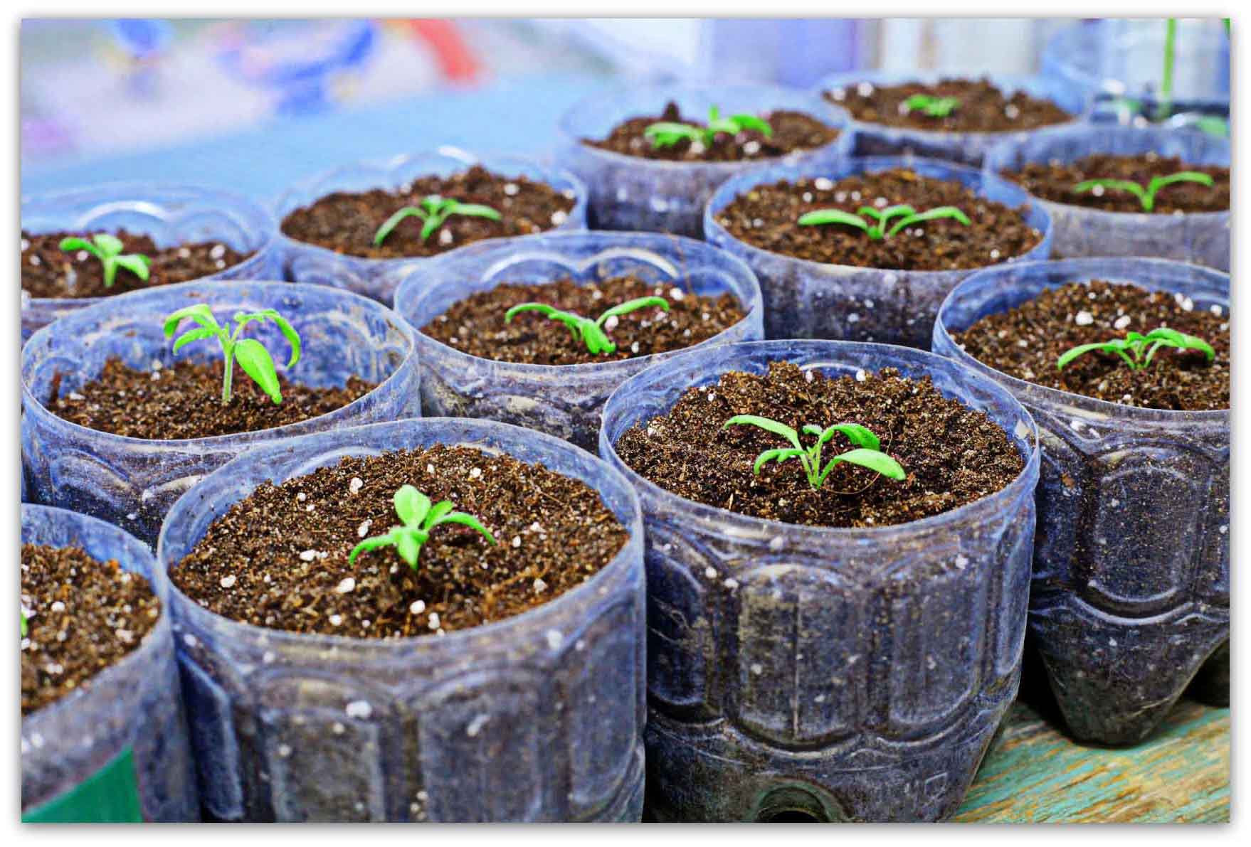 Как посадить семена баклажанов на рассаду: правила посева, условия выращивания