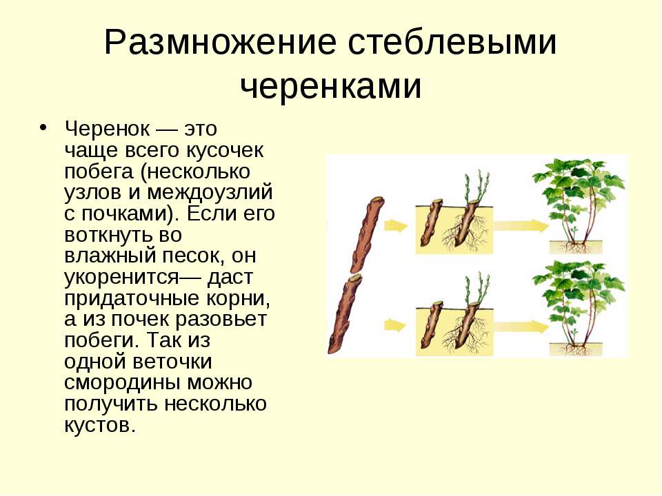 Как вырастить алычу из косточки в домашних условиях, как размножается фрукт, можно ли выращивать его дома из семечки