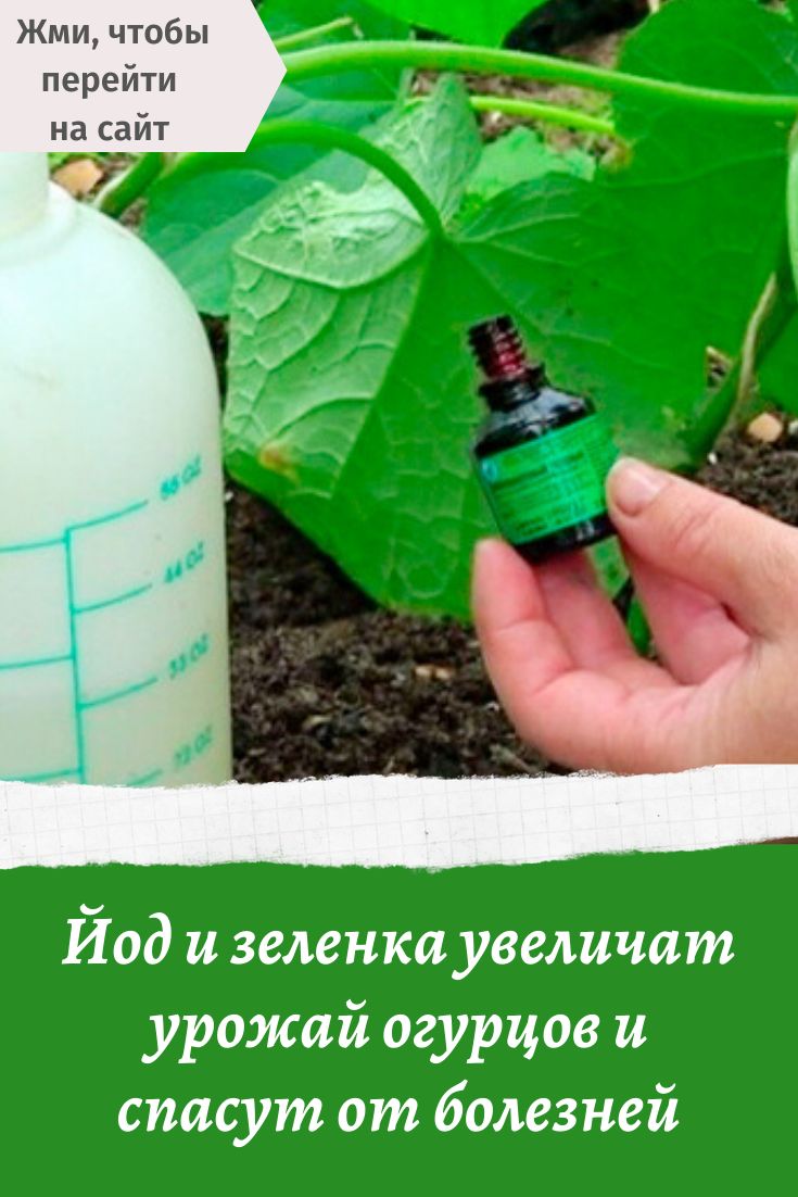 Обработка огурцов молоком с йодом, зеленкой, для чего, когда и чем опрыскивать огурцы
