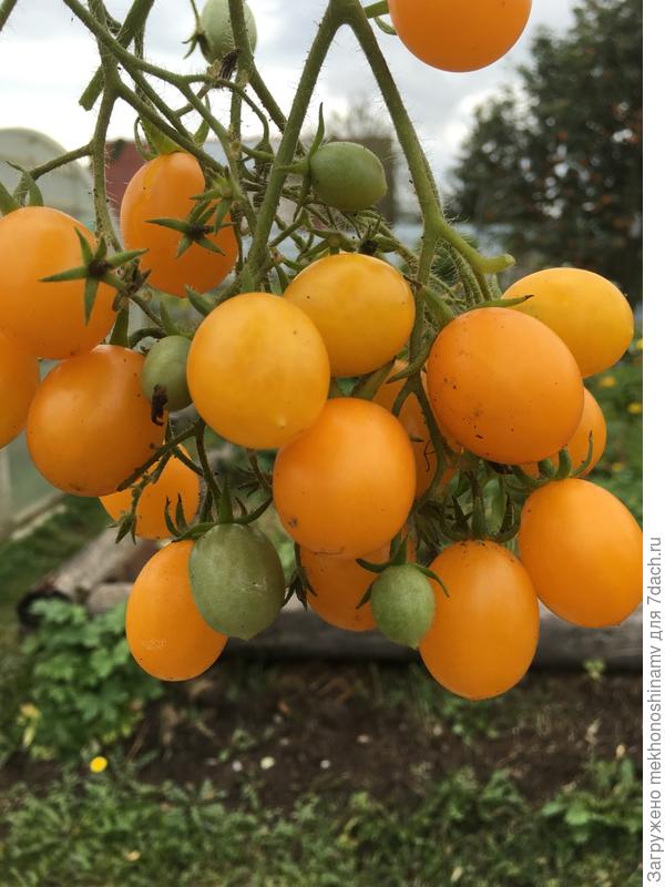Лучшие низкорослые и другие сорта помидоров черри для открытого грунта
