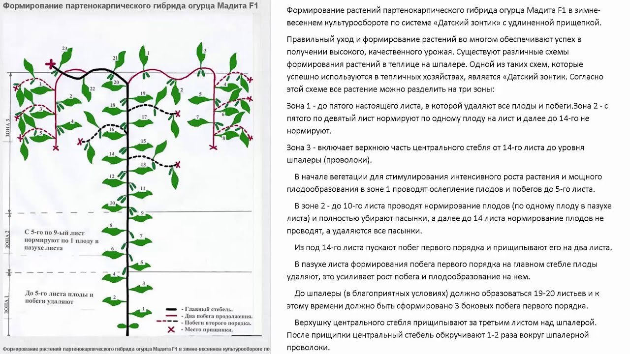 Схема формирования огурцов