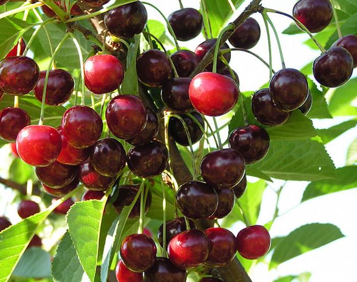Магалебская вишня антипка: описание сорта, выращивание из семян, уход с фото