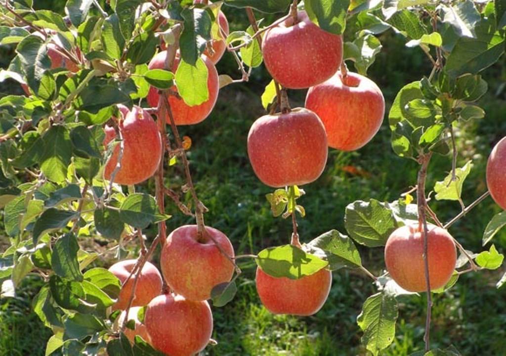 Фуджи фубракс яблоня описание