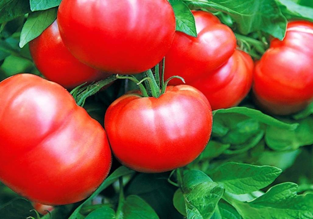 Сорта томатов для краснодарского края открытый грунт: топ лучших
