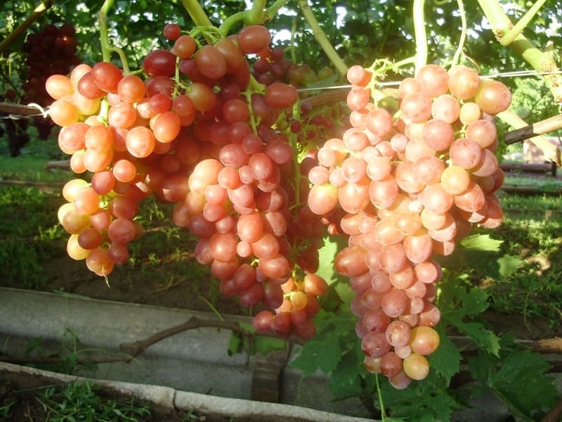 Сорт винограда тасон: фото, отзывы, описание, характеристики.