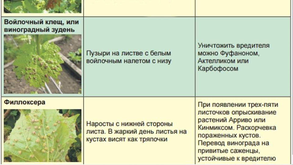 ✅ красные листья у винограда: причины и что при этом делать, фото, видео - tehnoyug.com