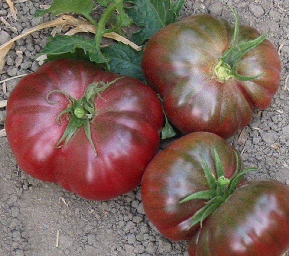 ✅ сорт томата черномор. описание сорта томата черномор, его выращивание и урожайность