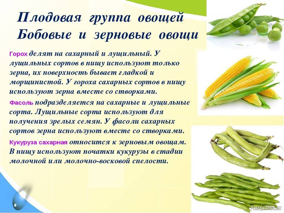 Что такое кукуруза — овощ или фрукт, к какому семейству относится злак и где применяется