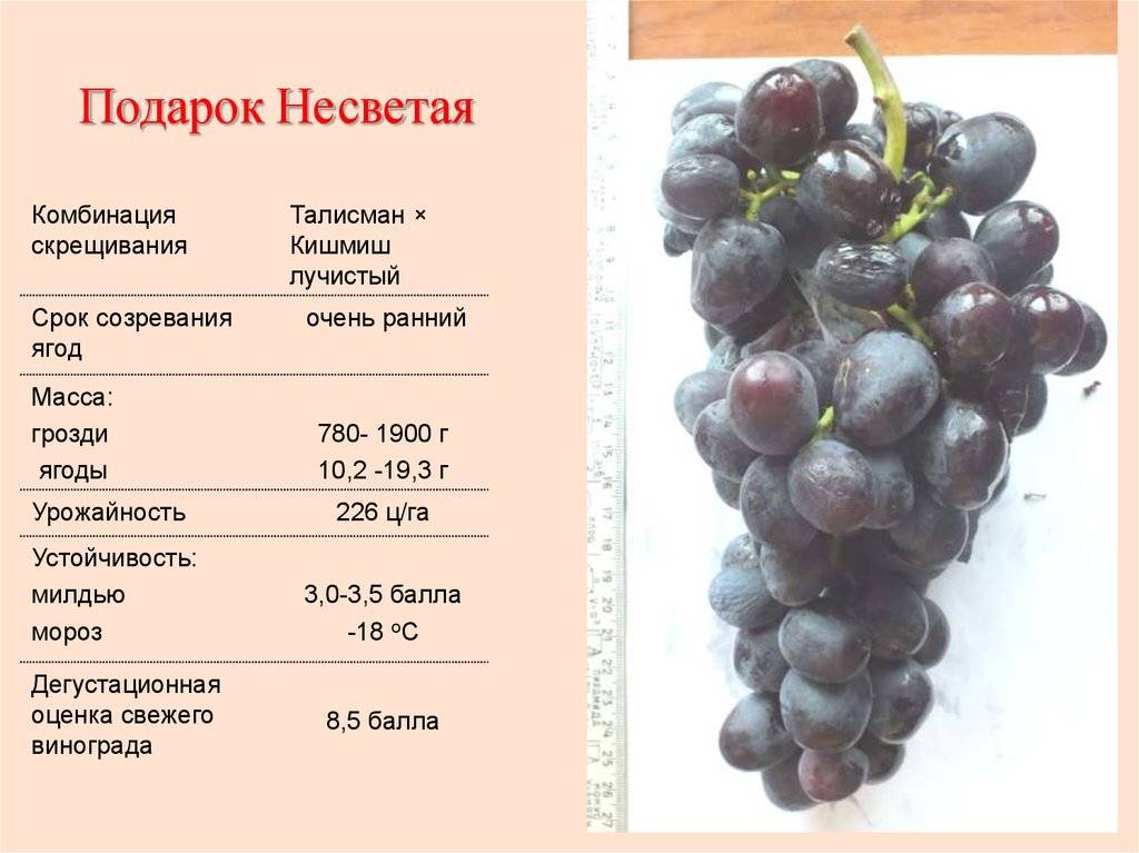 Виноград подарок несветая – свойства ягод и выращивание сорта + видео