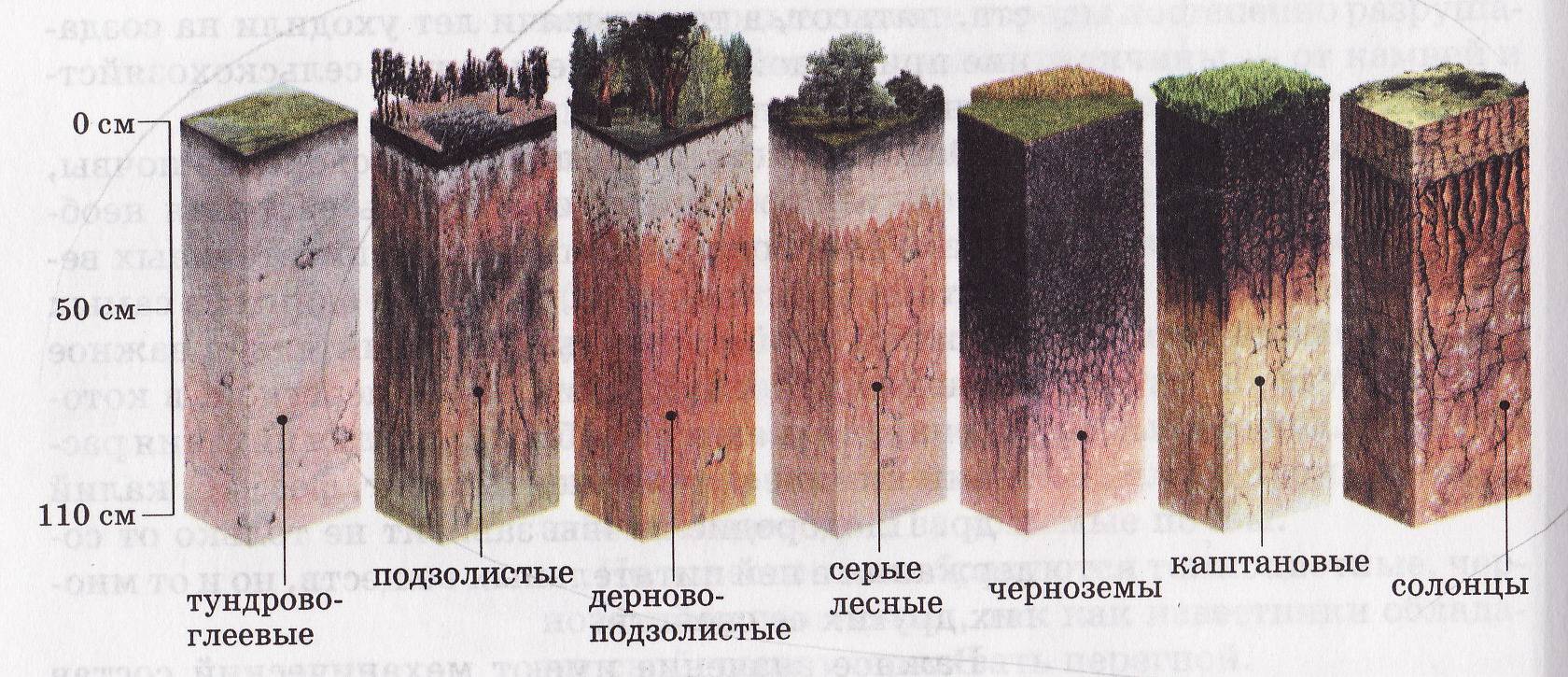 Центральная черноземная полоса