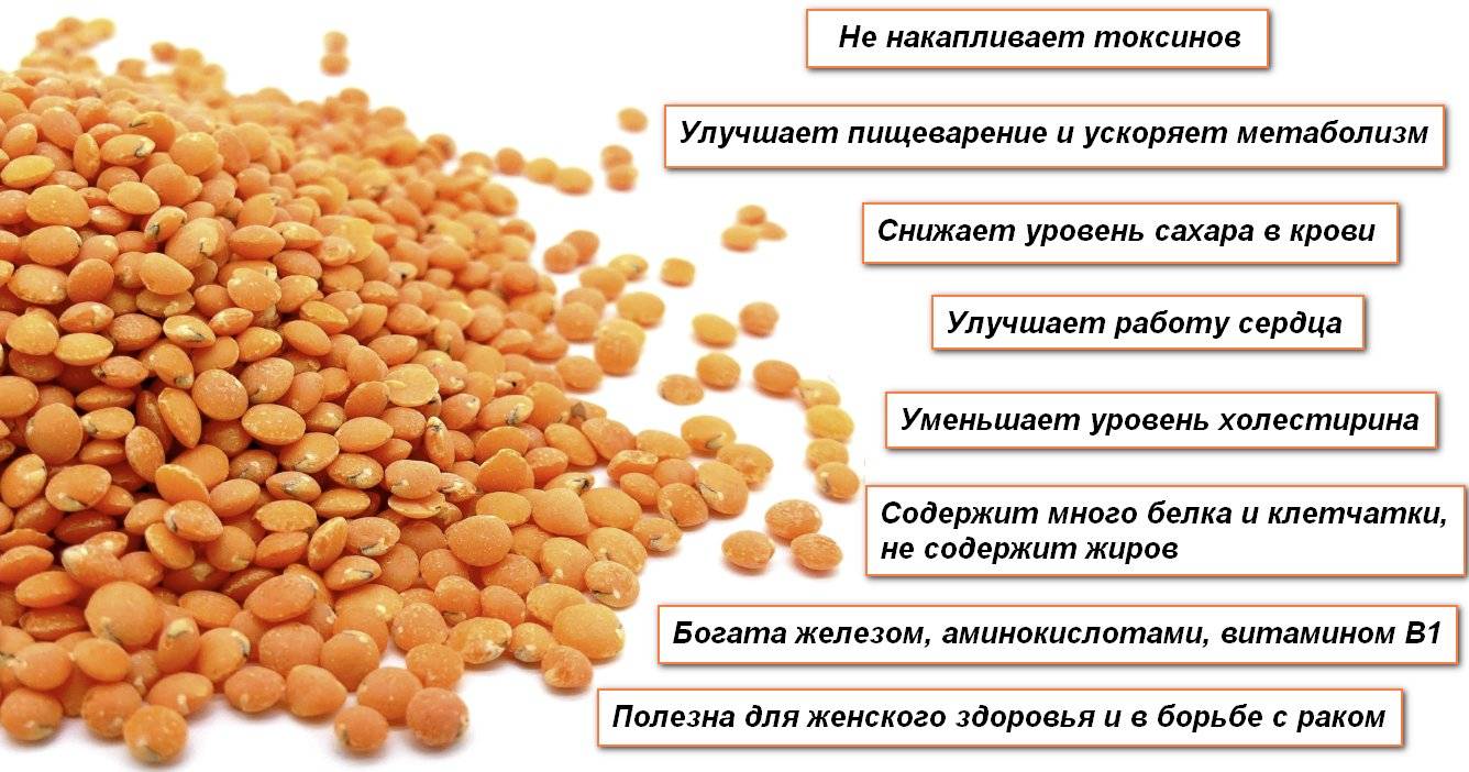 Чечевица пророщенная — химический состав, пищевая ценность