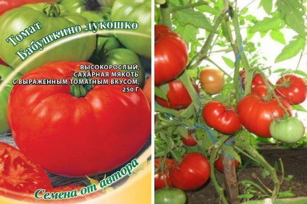 Описание гибридного сорта томата скиф, процесс выращивания и уход