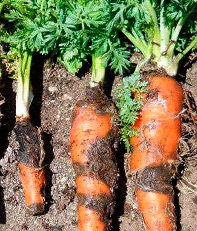 Почему желтеют / сохнут / сворачиваются / опадают / коричневеют листья у моркови