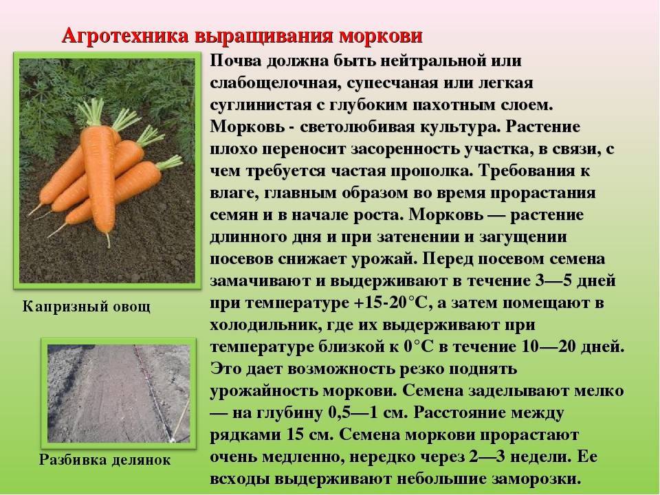 Выращивание и уход за морковью в открытом грунте: секреты хорошего урожая