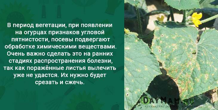 Листья огурцов бледно-зеленые: причина проблемы, что делать, чем подкормить растений