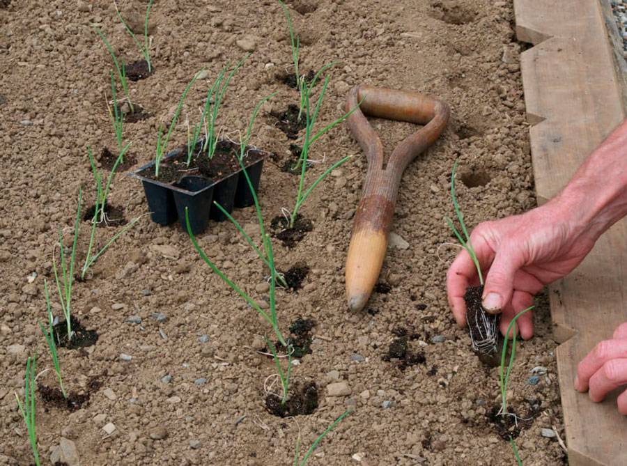 Как растет фасоль и как вырастить фасоль на даче в открытом грунте