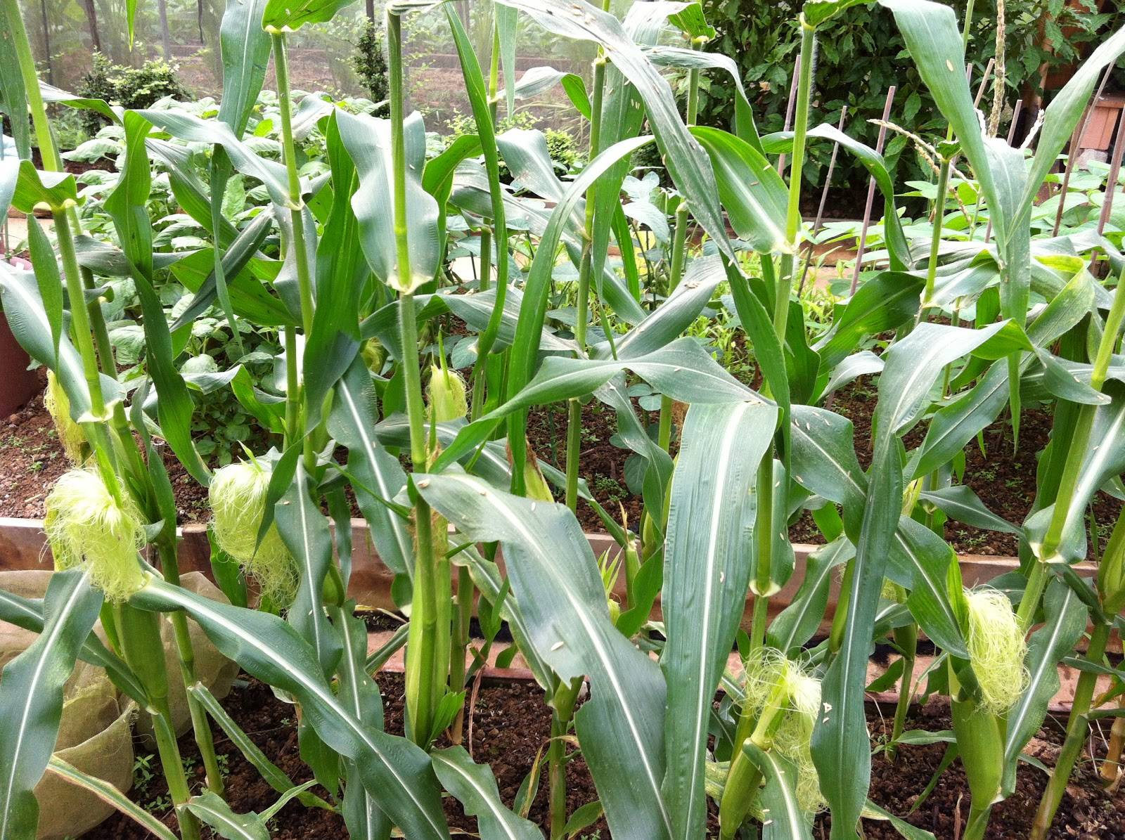 Как вырастить кукурузу из семян: когда и как сажать в огороде на даче?