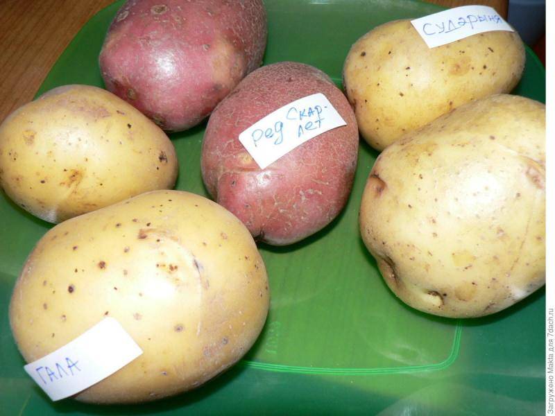 Описание сорта картошки гала