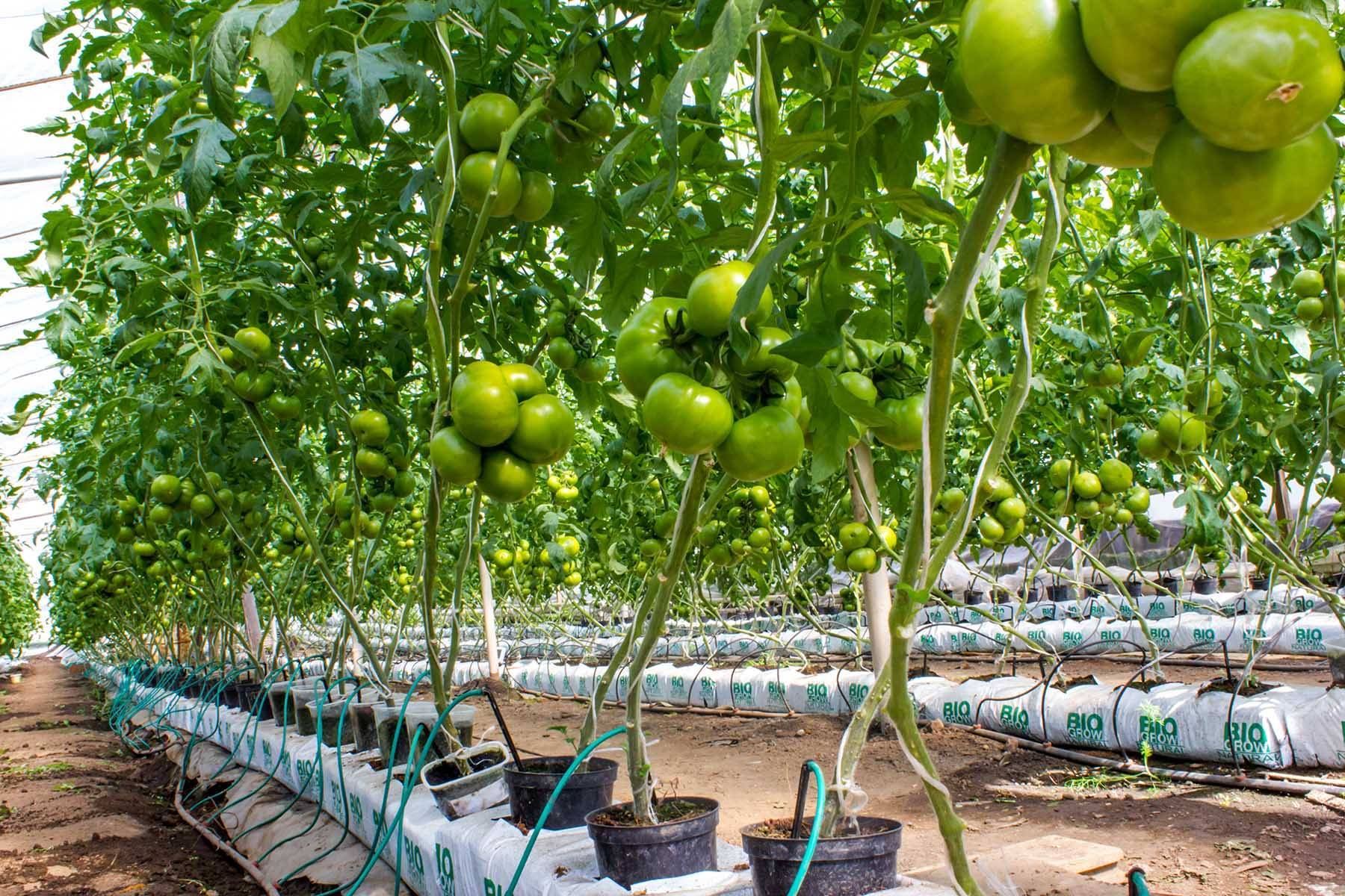 Современные методы — в массы! выращивание томата на гидропонике не дань моде, а требование времени
