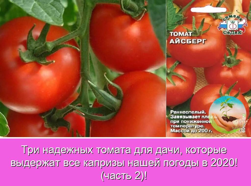 Лучшие сорта томатов для открытого грунта и теплицы в средней полосе россии