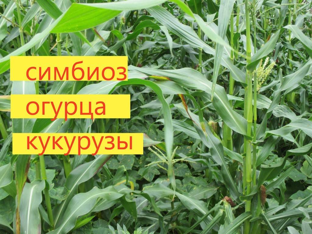 Кукуруза и огурцы на одной грядке схема