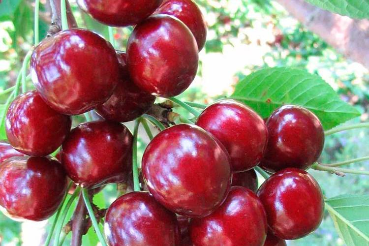 Тургеневская вишня: характеристика и описание сорта, выращивание и уход