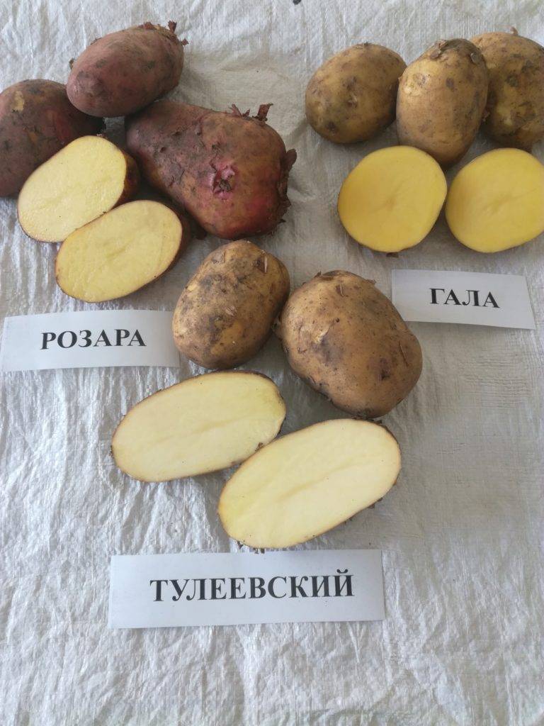 Как правильно выращивать картофель сорт тулеевский?