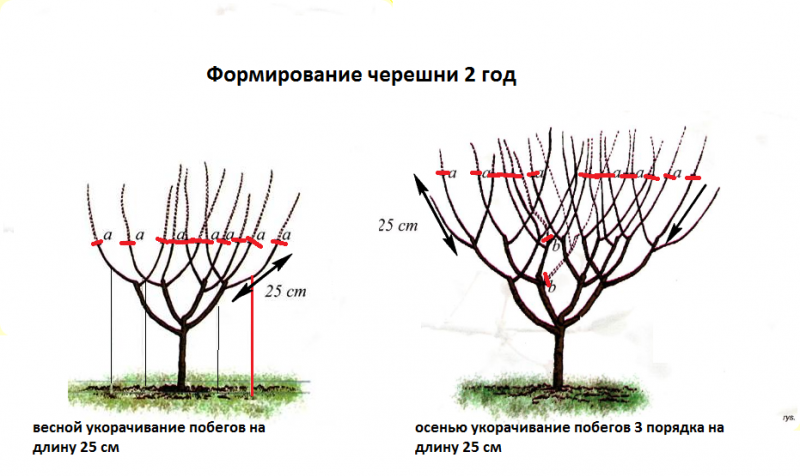 Черешня формирование кроны молодого дерева схема