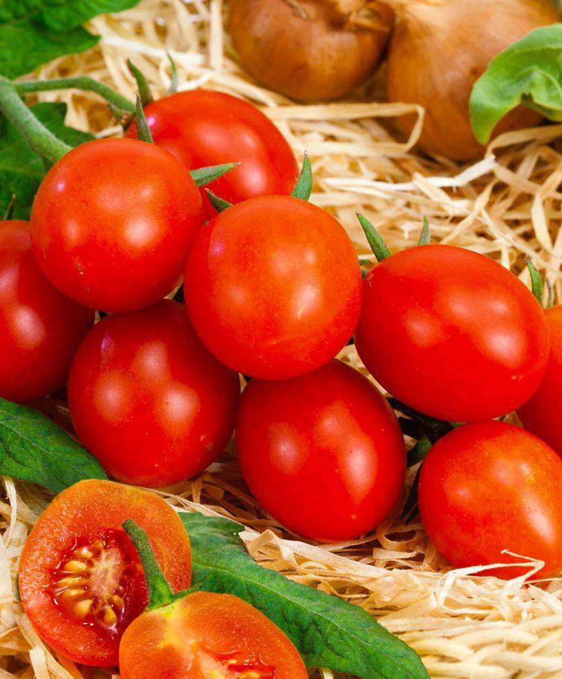 12 сортов томатов, испытанных мною в прошлом году. личный опыт. фото — ботаничка