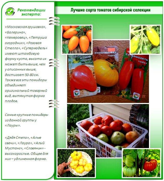 Самые лучшие и урожайные сорта помидор для выращивание в теплицах на Урале с описанием