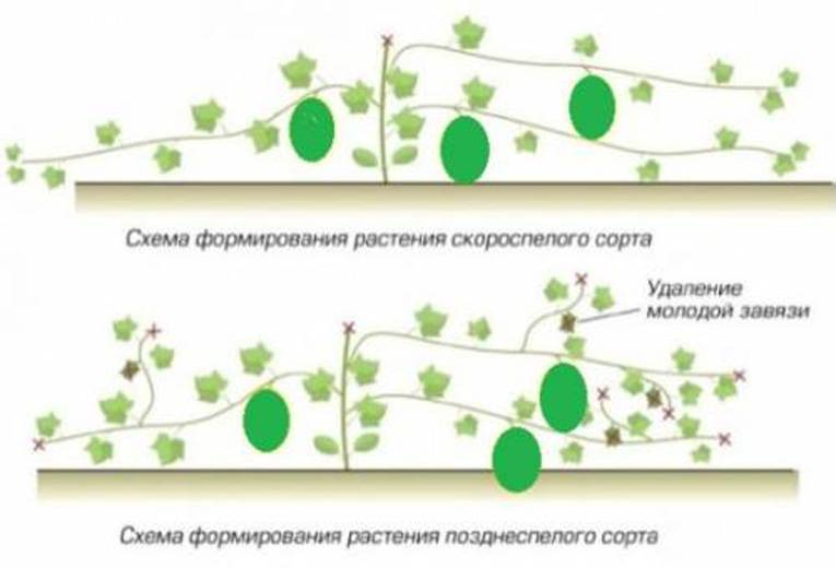 Как вырастить арбузы и дыни в теплице из поликарбоната