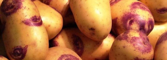 Картофель иван-да-марья: описание сорта, фото, отзывы