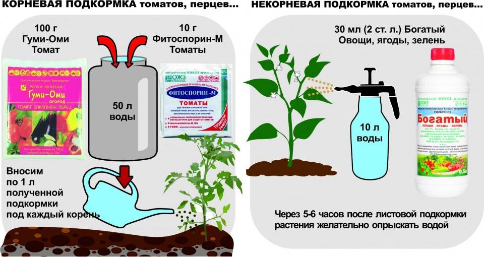 Схема подкормки томатов от рассады до сбора урожая