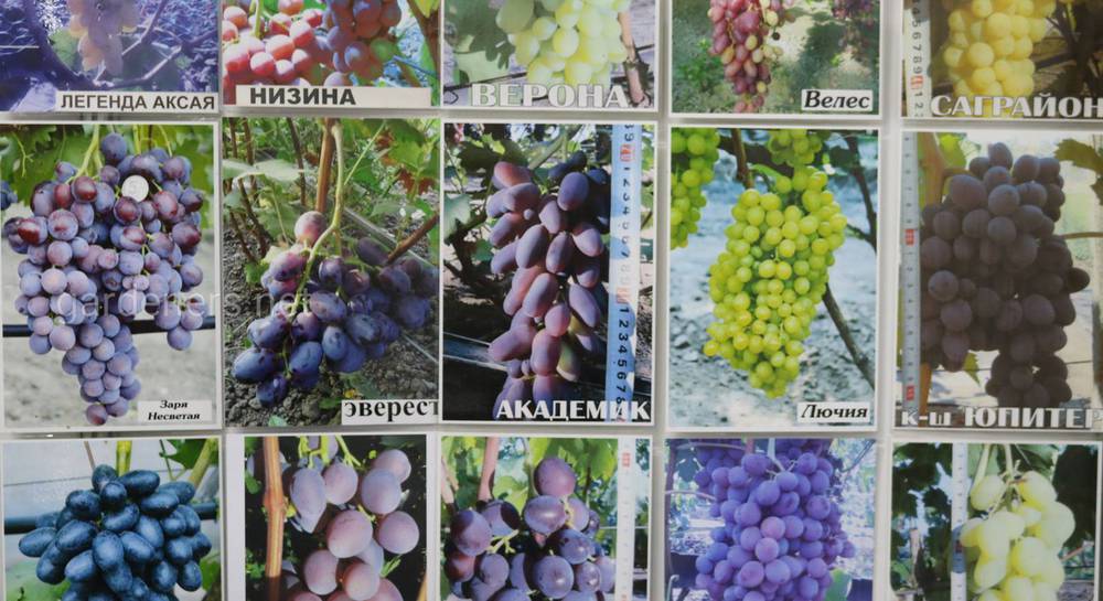 Виноград подарок несветая - описание сорта, фото, отзывы