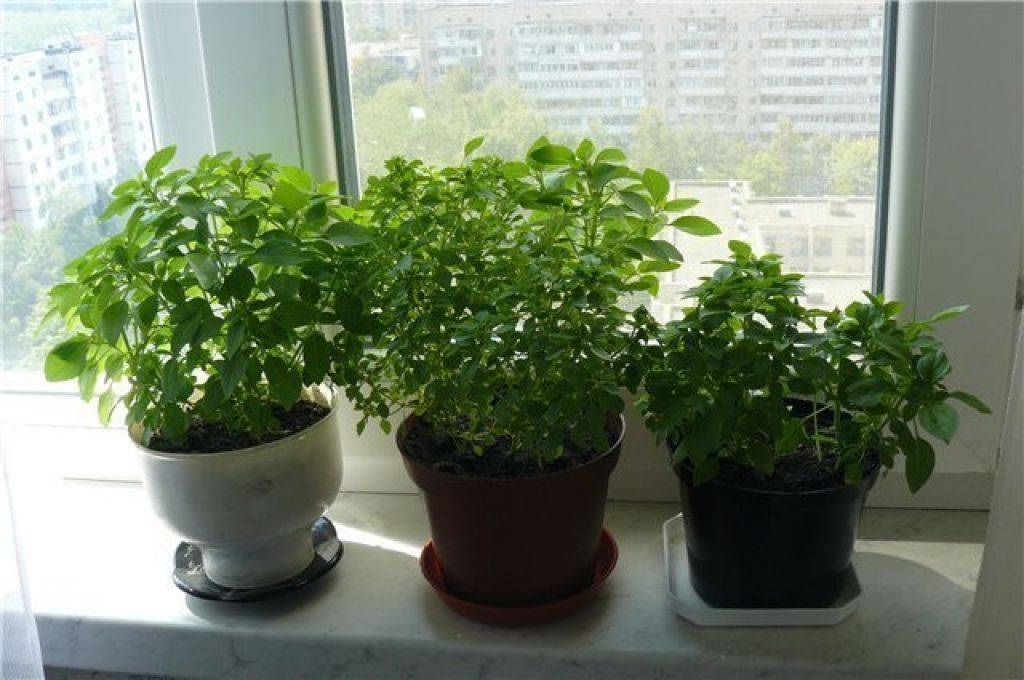 Как вырастить мяту на подоконнике дома в горшке из семян и ростков