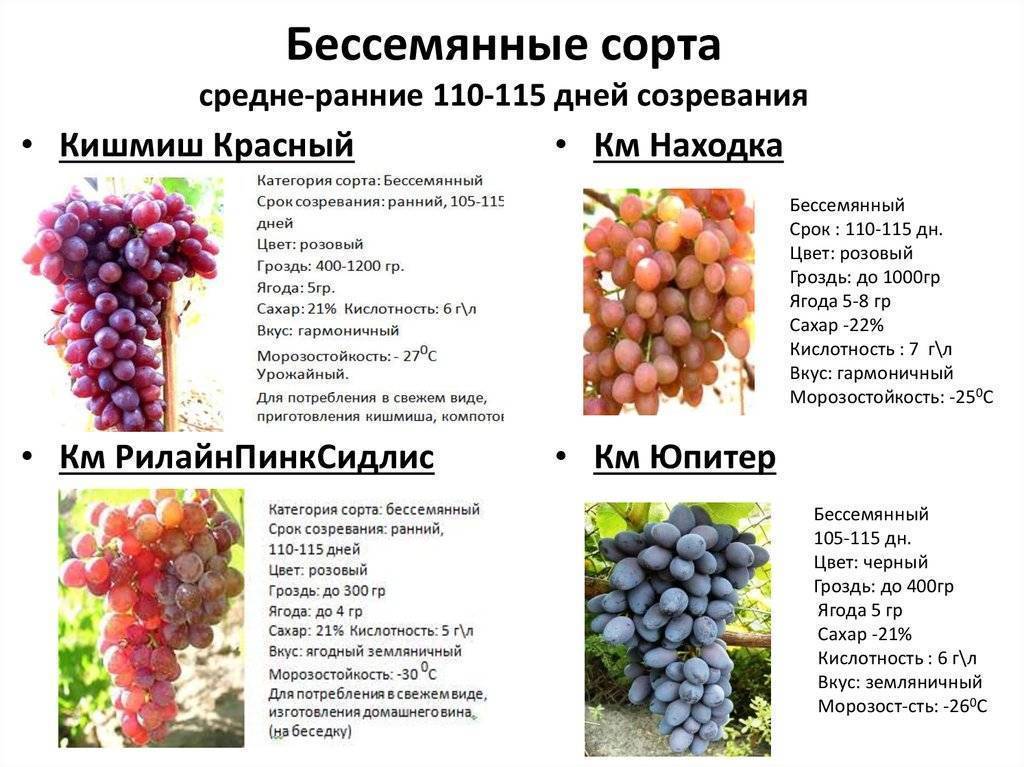 Виноград жемчуг: белый, розовый, сабо, черный - описание сорта, характеристики и особенности, фото