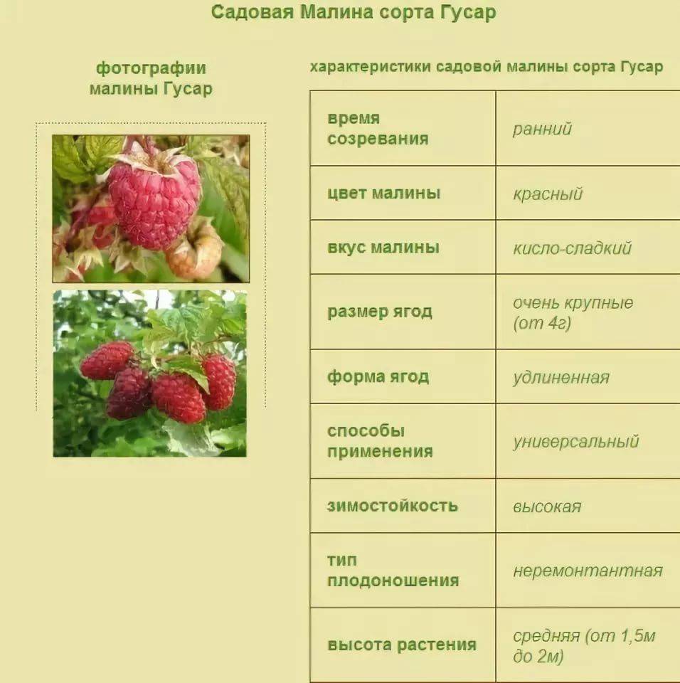 Малина гусар: описание сорта и отзывы садоводов
