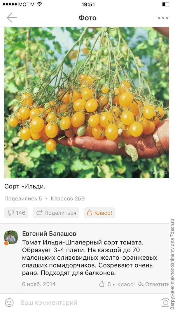 Помидоры черри сорта для открытого грунта низкорослые: описание с фото