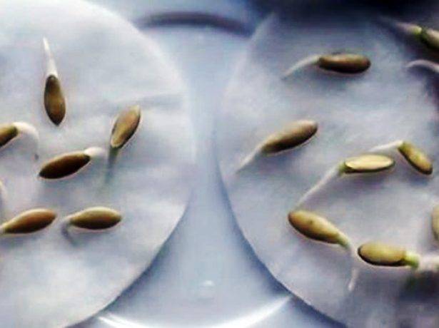 Как правильно замочить семена огурцов перед посадкой и нужно ли